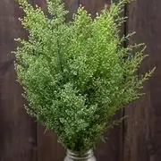 Sweet Annie Artemisia annua Qing-hao 100 Seeds