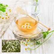 Chamomile - Roman seeds
