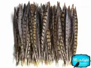 Pheasant Feathers, 8-10" Natural Lady Amherst Tail Feathers - 10 Pieces