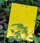 Double-Sided Sticky Trap for Insect Aphid Whitefly Thrip Gnat Fruitfly Leafminer