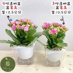 【含苞現貨】【小品文化】長壽花 4吋透明懶人盆栽 觀花植物 加水更方便 自動吸水 水培 創意花盆 居家辦公盆花 種子