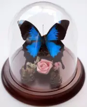 Blue Ulysses Butterfly in a Decorative Dome
