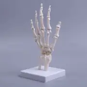 Medical PVC Hand Joint Model Medical Anatomical Joint Study Skeleton Model White