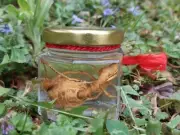 Preserved Wild American Ginseng Root 15-25 Years Old Art Panax Quinquefolius