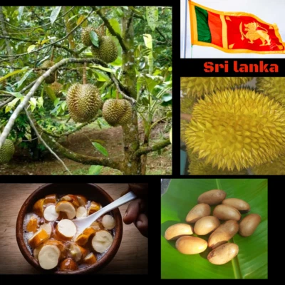 Durian Durio seeds 10 pure Ceylon durian seeds obtained from natural healthy