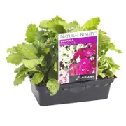 Primula Mixed Lace Punnet - Primula malacoides