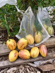 Pepino Kendall Gold Tree - Solanum muricatum