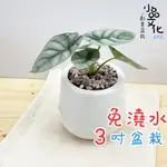 【小品文化】銀龍觀音蓮【現貨】3吋雪胖免澆水盆栽 懶人盆栽 觀葉植物 室內植物 自動吸水 創意花盆 居家辦公盆花