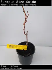 Buy Grape Fantasy Grape Vines in Australia (Vitis vinifera)