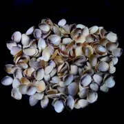 Brown Clam Shells For Crafts Art Decor Natural Sea Shell approx. 120 pcs