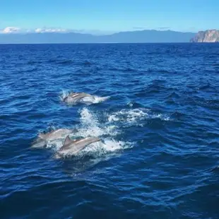 【噶瑪蘭號】賞鯨+環龜山島+登島成人票