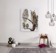 OWL BIRDS beautiful & colorful animals high quality Canvas painting Home decor