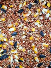 5 Grain Parrot Hamster Mouse Wild Bird Rabbit Hamster Food Seed w / OMEGA 3 & 6