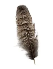 Cactus Ranch Feather Grouse Short - Hats Add-Ons - F-16S