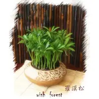 在飛比找蝦皮購物優惠-WISH FOREST【種子盆栽專用種子】竹柏,七里香,綠鑽