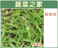 在飛比找樂天市場購物網優惠-【蔬菜之家】超級假儉草種子(超級喬治亞.純度99%)(共有4