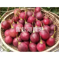 在飛比找蝦皮購物優惠-【奮起湖農場】 高山樹番茄1台斤150元 無農藥 無化肥 自