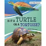 IS IT A TURTLE OR A TORTOISE?