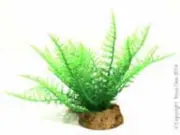 Reptile One R1-24353 Hermit Crab Fern On Rock 6.5x6x13cm