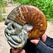 400G Rare! Natural Tentacle Ammonite FossilSpecimen Shell Healing Madagascar