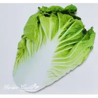 在飛比找蝦皮購物優惠-結球白菜(大白菜)~Chinese Cabbage