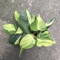 在飛比找蝦皮購物優惠-糀町雨林植物💮斑葉心葉蔓綠絨 Philodendron he