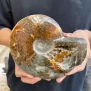 2.2lb Rare Natural Ammonite Fossil Conch Crystal Specimen Healing