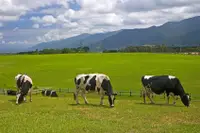 在飛比找雄獅旅遊優惠-【台東出發．兩人成行】山里車站．山里教堂．初鹿牧場．班鳩冰品