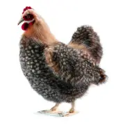 35cm Hansa Hen Realistic Lovable Cuddly Soft Plush Animal Plush Toy Ideal Gift