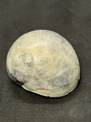 RARE Fossilized MOON SNAIL Shell From Central Florida, Pliocene Era.