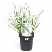 95mm Food for Life Range Chives Garlic - Allium tuberosum