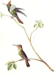 1977 VINTAGE LAROUSSE "FRILLED COQUETTE HUMMINGBIRD" COLOR Art Print Lithograph
