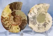 Large Ammonite Pair Sweet Crystal Cavity 192mm 110myo Fossil XXXL 7.6" 4294dd