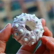 1 Piece Sea Urchin Ornament Seashell For Crafting Art Decor Natural Shell 5-7cm