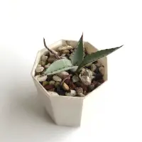 在飛比找蝦皮購物優惠-屈原之舞扇 龍舌蘭 Agave 多肉植物