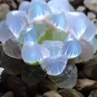 在飛比找蝦皮購物優惠-桃園 精品多肉植物種子 冰燈水晶玉露多肉 十二卷多肉植物 四