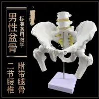在飛比找蝦皮購物優惠-♥❤骨盆附腰椎與股骨頭模型 二節腰椎帶盆骨股骨模型 脊椎帶骨