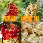 🌱醋栗種子 燈籠果 莓果種子高營養水果種子 醋栗種子 燈籠果 莓果種子 醋栗科植株山