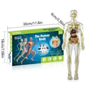 Toys Interactive Human Body | Torso Anatomy Figure Posable Model Human Body Toys