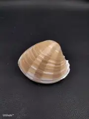 Bassina pachyphylla sea shell 60mm. Full faint frilled clam #10986
