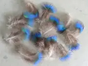 Peacock Plumage Feathers, Natural Blue-Braun, ~6-8 cm, 12pcs