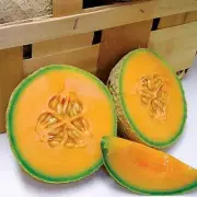Park Seed Snow Mass Honeydew Melon Seeds, The Sweetest Honeydews, Pack of 25