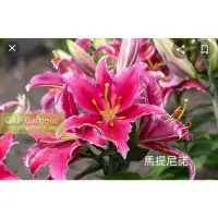 在飛比找蝦皮購物優惠-2022盆花百合（香水）百合球根 即將到貨 5種