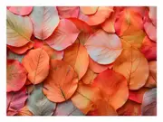 Leaves Petals Canvas Print