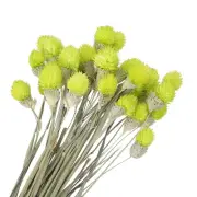 30 Pcs 16 Inch Dried Flowers for Vase Mini Pine Ball Flowers Yellow Green