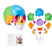 Human Skull Model Anatomical Skull Model 22 Parts 1:1 Colored Skeleton