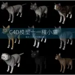 【3D素材】C4D/MAYA/3DMAX 黑貓白貓加菲貓孟加拉豹貓橘貓3D模型 GC195