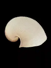 Sea shells Argonauta argo 185.8mm. Aquarium Decoration Products