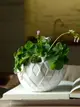 簡約現代陶瓷花盆綠蘿植物室內專用素雅白色銅錢草圓形小盆栽器皿