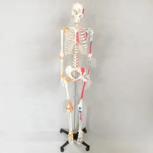 可開發票 170cm骨骼附肌肉著色及韌帶模型 高級人體骨骼模型 美術 藝用 標準骨骼骨架 教學教具模型ARGU客滿來